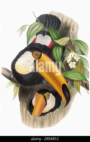 Bella illustrazione Toucans 19th ° secolo. Uccelli tropicali colorati. Antica illustrazione zoologica. CA 1850. Foto Stock