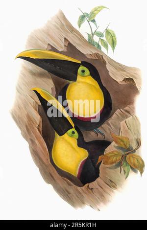 Bella illustrazione Toucans 19th ° secolo. Uccelli tropicali colorati. Antica illustrazione zoologica. CA 1850. Foto Stock