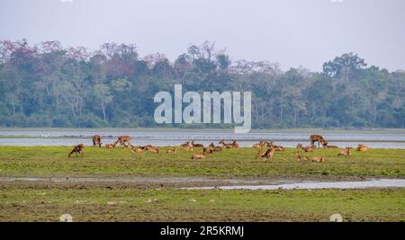 Barasingha Rucervus duvaucelii Karizanga National Park, Nagaon County, Assam, India 8 febbraio 2023 Adulto Cervidae, aka Swamp Deer Foto Stock