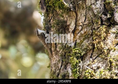 Barra-coda Treecreeper Certhia himalayana Naina Devi Himalayan BCA, Nainital County, Uttarakhand, India 1 marzo 2023 Adulto Certiidae Foto Stock