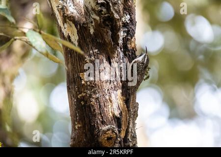 Barra-coda Treecreeper Certhia himalayana Naina Devi Himalayan BCA, Nainital County, Uttarakhand, India 1 marzo 2023 Adulto Certiidae Foto Stock