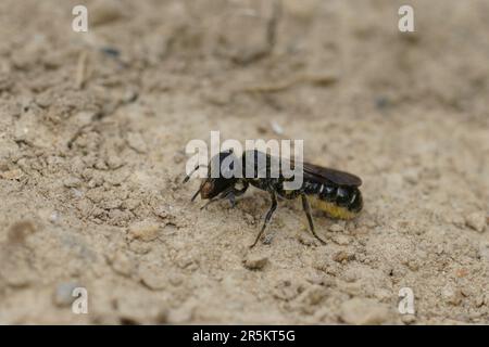 Primo piano naturale su una femmina Sleepy Carpenter Bee, Chelostoma florisomne raccolta sabbia dal suolo a muratore suo nido Foto Stock