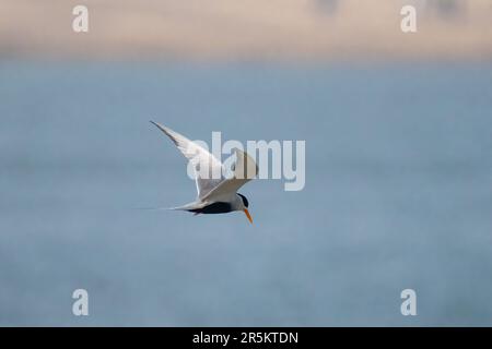 Tern sterna acuticauda National Chambal Sanctuay, Boat Launch, Agra County, Utttar Pradesh, India 12 febbraio 2023 Adulto Lari Foto Stock