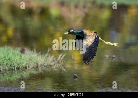 Jacana Metopidius indicus Keoladeo National Park, Bharatpur, Rajasthan, India 13 febbraio 2023 Adulto in volo. Jacanidae Foto Stock