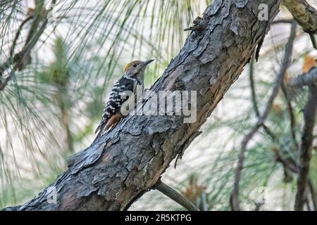 Woodpecker Dendrocoptes auriceps Kumeria Forest, SH 14, Almora County, Uttarakhand, India 26 febbraio 2023 Adulto maschio Picid Foto Stock