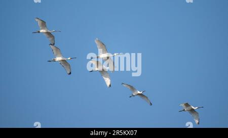 Eurasian Spoonbill Platalea leucorodia Sultanpur National Park, Haryana, India 5 febbraio 2023 Adulti in volo. Threskiornitidae Foto Stock