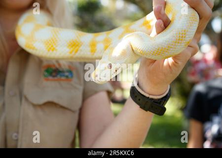 Un membro dello staff di Hartley's Crocodile Adventures tiene un pitone di tappeti albini alla Cairns Eco Fiesta nel Munro Martin Parklands. Organizzato dal Cairns Regional Council, l'Eco Fiesta è un festival di ambiente e sostenibilità, dedicato a celebrare e sostenere la Grande barriera Corallina del Queensland settentrionale e le foreste pluviali Wet Tropics. Spettatori e gruppi ambientalisti si sono riuniti nel Munro Martin Parklands di Cairns per cibi locali, tecnologie verdi, prodotti riciclati, musica dal vivo, conferenze e workshop. (Foto di Joshua Prieto/SOPA Images/Sipa USA) Foto Stock