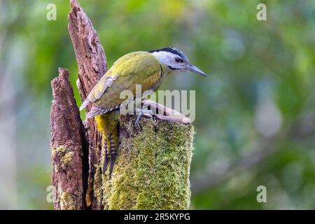 Picus canus Prabhu's Bird Photography Hide, Nanital, Nainital County, Uttarakhand, India 28 febbraio 2023 Donna adulta Foto Stock