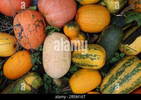 le zucche verdi gialle arancioni multicolore giacciono sull'erba. Sfondo di Halloween per le feste. Foto Stock