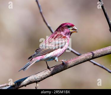 Finch vista del profilo close-up maschile, appollaiato su un ramo che mostra un piumaggio di colore rosso con uno sfondo sfocato nel suo ambiente e habitat circostante. Foto Stock