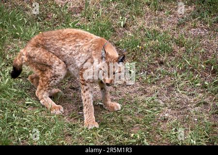 Una lince sull'erba, vigile, felina. solitario, gatti, nessuna gente, vegetazione, verde, vista frontale dell'erba non sdraiata Foto Stock