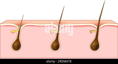 Crescita dei capelli. Sezione trasversale di una pelle umana con follicoli dei capelli. Illustrazione vettoriale. Illustrazione Vettoriale