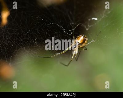 The Silent Hunter: Un ragno paziente si nasconde nella sua intricata rete, pronto a avventurarsi nelle vicinanze delle prede, mostrando il delicato equilibrio di pazienza della natura Foto Stock