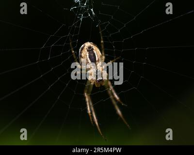 The Silent Hunter: Un ragno paziente si nasconde nella sua intricata rete, pronto a avventurarsi nelle vicinanze delle prede, mostrando il delicato equilibrio di pazienza della natura Foto Stock