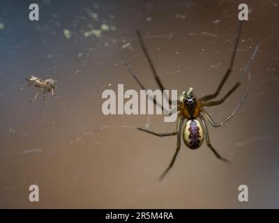 The Silent Hunter: Un ragno paziente si nasconde nella sua intricata rete, pronto a avventurarsi nelle vicinanze delle prede, mostrando il delicato equilibrio di pazienza della natura Foto Stock