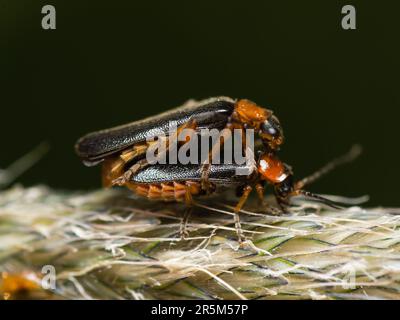 Incontro intimo: Coleotteri rossi e neri impegnati nel rituale di accoppiamento su un orizzonte orizzontale della flora, catturando l'appassionata connessione della natura Foto Stock