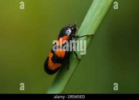 Le impugnature vibranti della natura: Un insetto colorato trova stabilità su un gambo lussureggiante Foto Stock