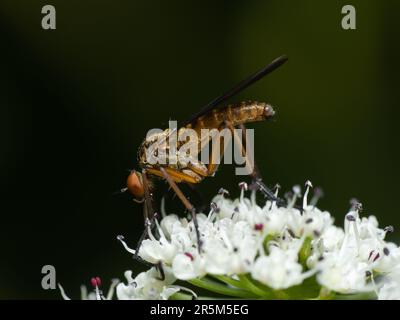 Un visitatore delicato: Una mosca aggraziata trova Serenity tra i fiori bianchi Foto Stock