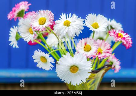 Un bouquet di margherite. Bouquet luminoso di fiori bianchi e rosa. Primo piano Foto Stock