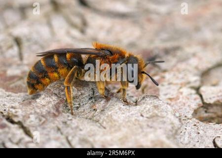 Primo piano naturale su una femmina di capelli rossi rara Osmia rufohirta muratore solitaria seduta su legno Foto Stock