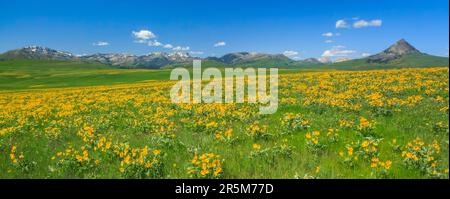 panorama di balsamroot a foglia di arrow in fiore sulla prateria sotto haystack butte vicino ad augusta, montana Foto Stock