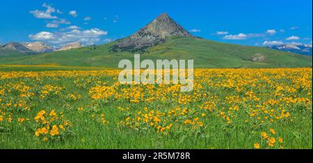 panorama di balsamroot a foglia di arrow in fiore sulla prateria sotto haystack butte vicino ad augusta, montana Foto Stock