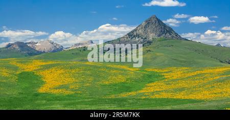 panorama di balsamroot a foglia di arrow in fiore sulla prateria sotto haystack butte vicino ad augusta, montana Foto Stock