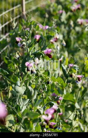 Piselli a base di zucchero in fiore in un orto. Foto Stock