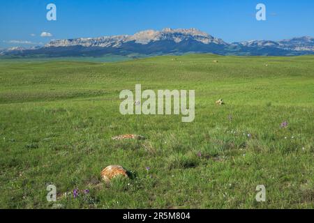 vasta prateria sotto la cresta seghettata lungo il fronte roccioso di montagna vicino a choteau, montana Foto Stock