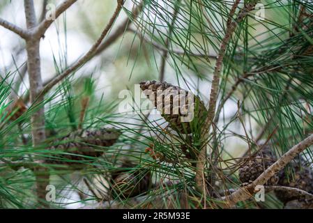 Dettagli del cono di pino su un albero, primo piano, macro fotografia Foto Stock