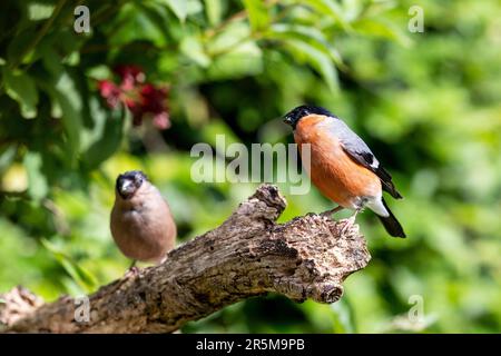 Coppia di palline. Bullfinchi eurasiatici adulti (Pyrhula pyrhula) arroccati su una filiale - Yorkshire, Regno Unito (giugno 2023) Foto Stock