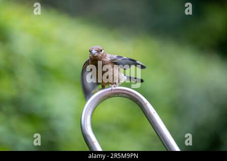 Giovane giovenile Eurasian Bullfinch (Pyrhula pyrhula) sbatte le sue ali mentre lotta per posare sul loop metallico - Yorkshire, Regno Unito (giugno 2023) Foto Stock