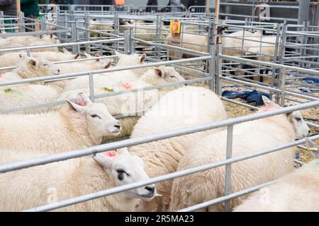 Le pecore sono tenute in penne al Winslow Primostock Show. Lo spettacolo è un evento annuale che si tiene nella storica città del mercato nel Buckinghamshire Foto Stock