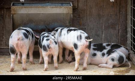 Cucciolata di Gloucester vecchi punti di suinetti mangiare in penna animale. Foto Stock