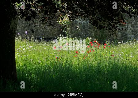 Marguerite e papaveri in erba lunga prato. Vicino a Cardiff. Preso - estate, giugno 2023 Foto Stock