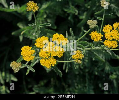 Yarrow giallo, Galles del Sud. Maggio 2023. Estate. cym Foto Stock