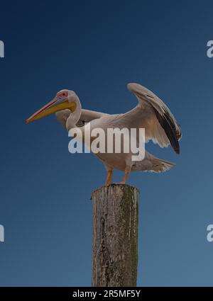Primo piano del Pelicano africano bianco, Pelecanus onocrotalus, su sfondo blu Foto Stock