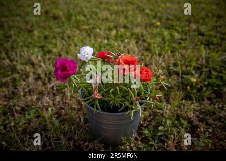 Muschio rosa nell'erba Foto Stock