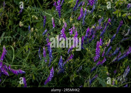 Mucca vetch in un campo lato strada Foto Stock