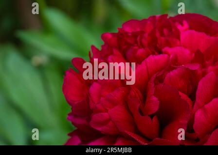 Fiore di peonia rossa, primo piano con messa a fuoco selettiva e sfondo verde sfocato. Basso tasto bella fioritura peony immagine per la decorazione. Singola lussureggiante peon Foto Stock