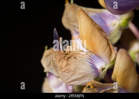 Pod di semi giganti Lupin Pacific Foto Stock