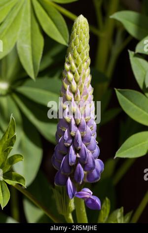 Lupin Pacific Giant Stem and Pod Foto Stock