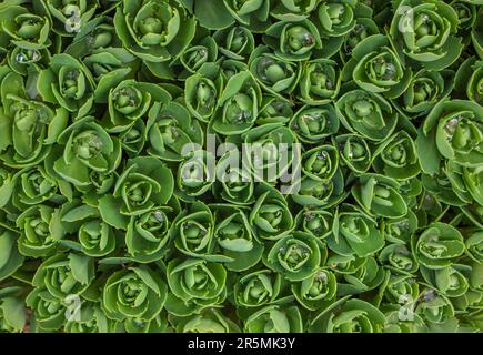 Hylocelephium telephium. Sedum fogliame, piante da giardino verde closeup con gocce d'acqua (Sedum telephium). Fiori d'Orpina. Sedum Stonecrop in natura. F Foto Stock