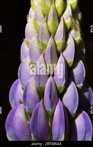 Pod di fiori Lupin Foto Stock