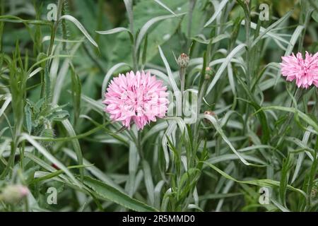 Rosa Cornflower Centaurea cianus California Foto Stock