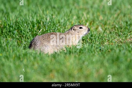 Lo scoiattolo di terra di Richardson (Urocitellus richardsonii), il santuario degli uccelli di Inglewood, Calgary, Alberta, Canada, Foto Stock