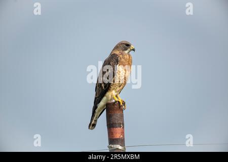 Il falco di Swainson (Buteo Swainsoni) arroccato su un palo di recinzione, a sud dell'autostrada 22x, Calgary, Alberta, Canada, Foto Stock