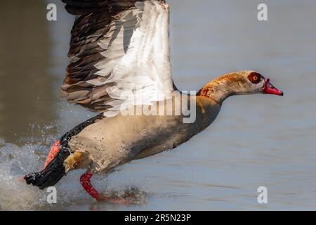 Un'oca egiziana che decolge su un lago a Ruhrpott, Renania settentrionale-Vestfalia, Germania Foto Stock