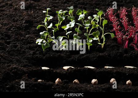 Molti semi e piantine vegetali in suolo fertile Foto Stock
