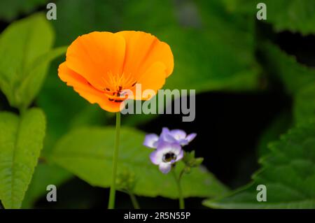 Islanda papavero (Papaver nudicaule) arancione fioritura nel giardino, Islanda papavero Foto Stock